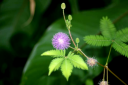 Mimosa Pudica