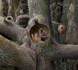 Samorost